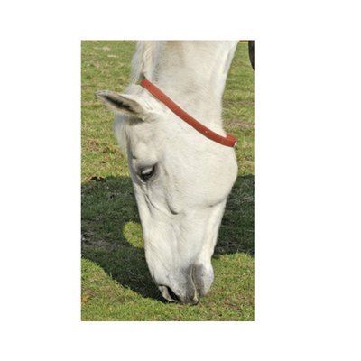 Hkm Sports Collare repellente per cavalli per la protezione contro gli insetti