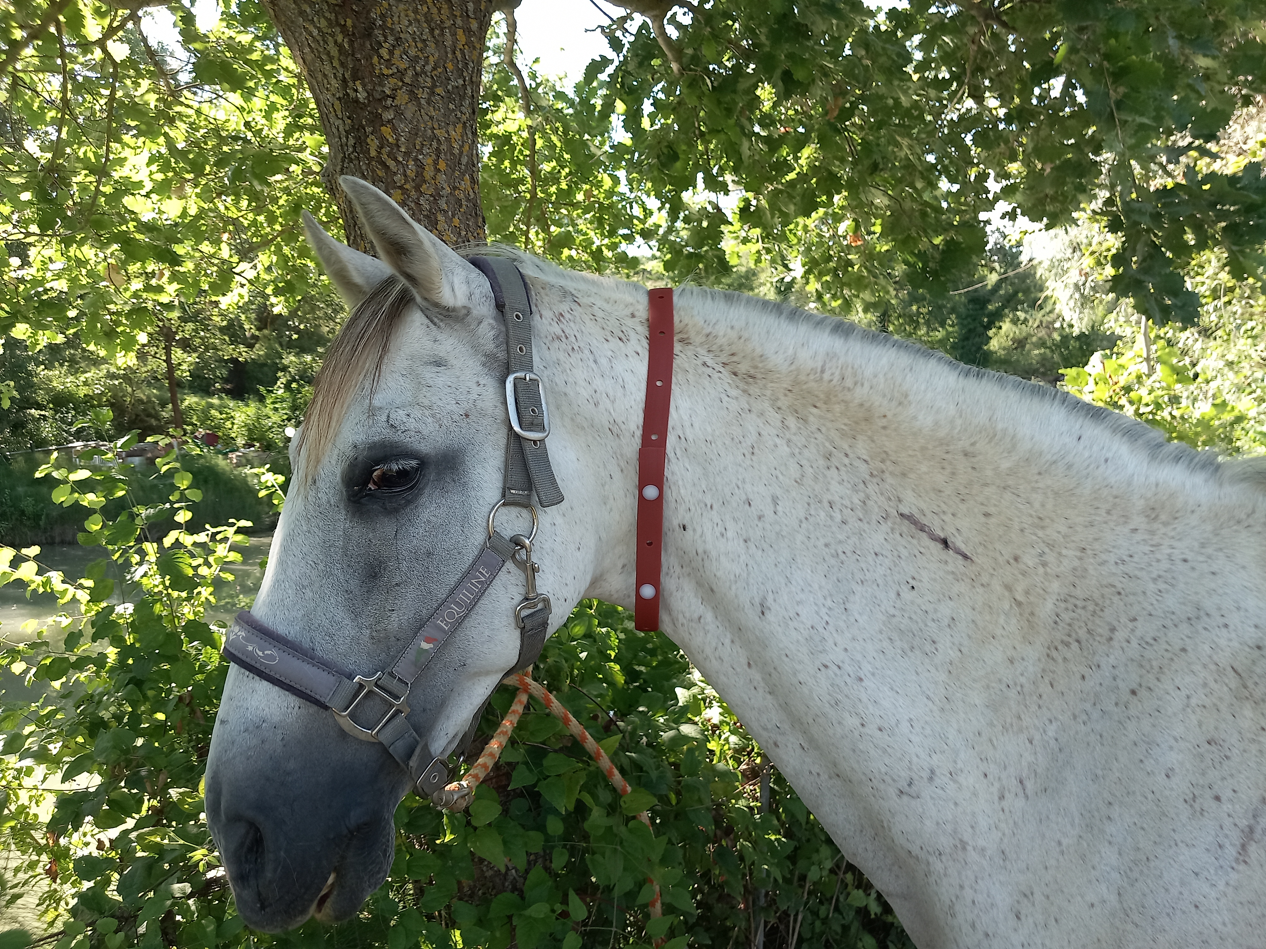 Hkm Sports Collare repellente per cavalli per la protezione contro gli insetti
